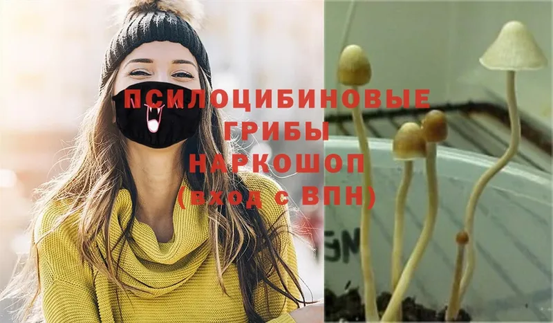 Галлюциногенные грибы MAGIC MUSHROOMS  Катав-Ивановск 